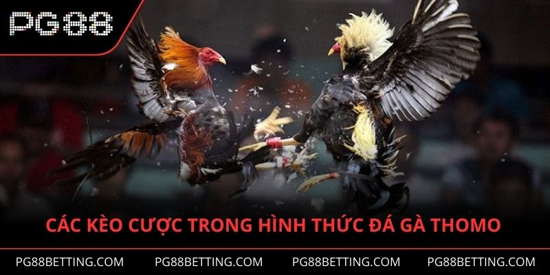 Các kèo cược trong hình thức đá gà Thomo